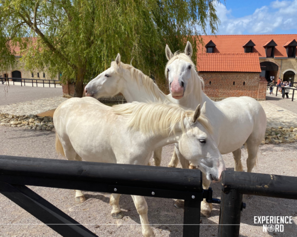 La Maison du cheval Boulonnais